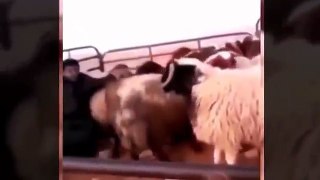 Funny_angry_goat_attack_people