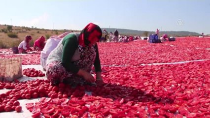 İlçeden 3 Kıtaya Kurutulmuş Domates İhracatı