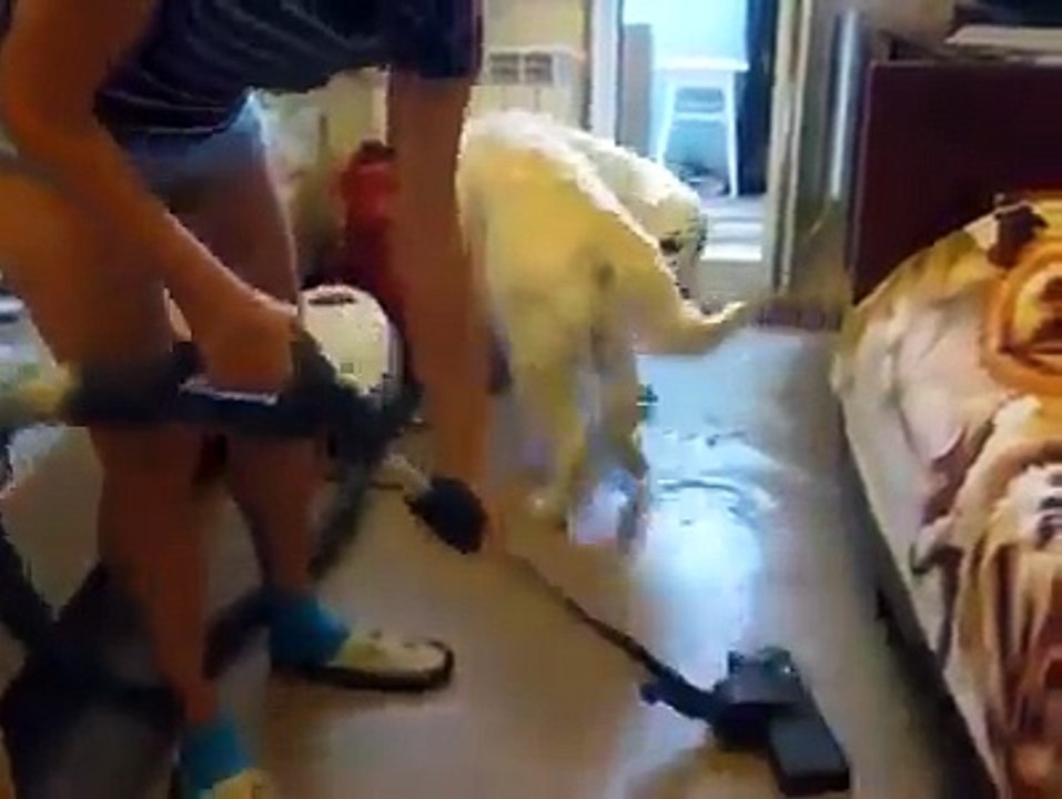 Un Cane Innamorato Dell'Aspirapolvere