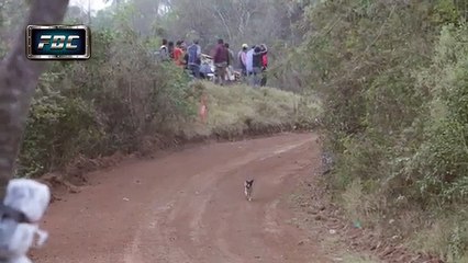Chien chanceux vs Voiture de rallye