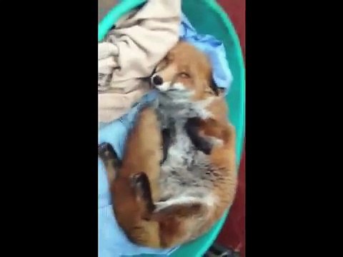 Dawn the Fox wags her tail