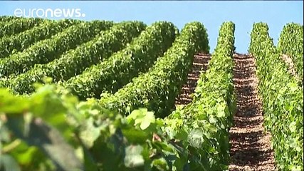 French wine production plunges after bad weather