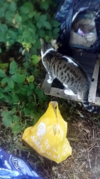 Les 5 chats restant après la destruction de toutes les cabanes à Emerainville