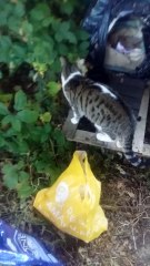 Les 5 chats restant après la destruction de toutes les cabanes à Emerainville