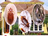 Odor Less Pest Control Noida Services Call at +91 9899176888