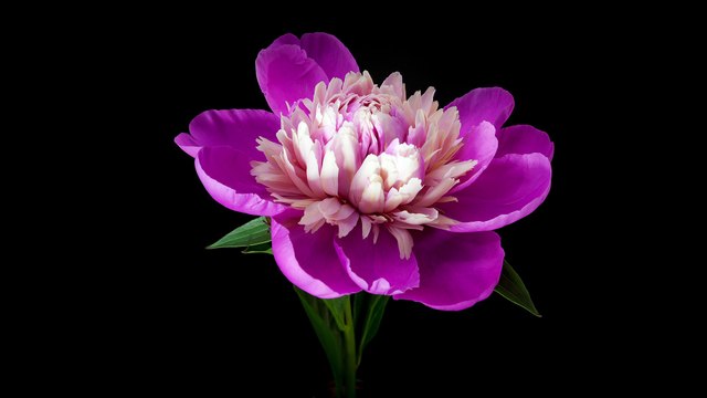 Amazing Slow Motion Blooming flowers