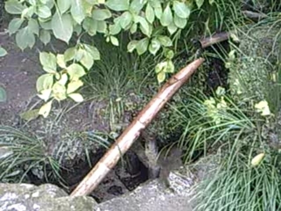 Canna di bambu con acqua
