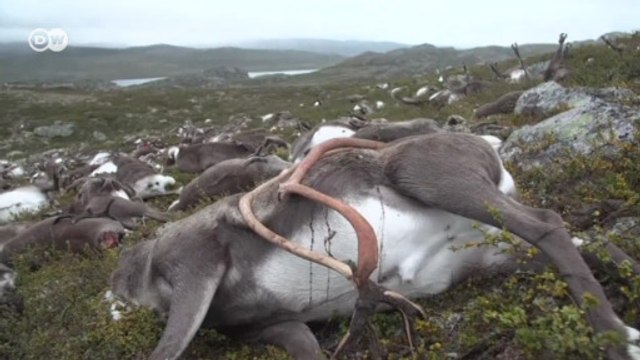 Raio mata 323 renas na Noruega