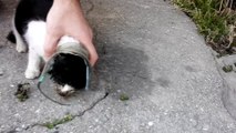 Sauvetage d'un chat coincé la tête dans un bocal !