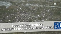 Plus de 300 rennes meurent foudroyés en Norvège