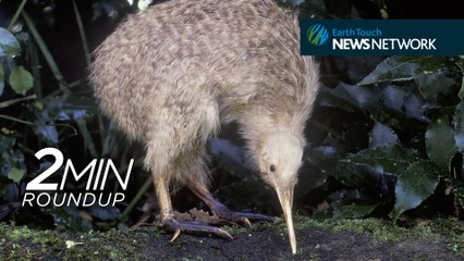Earth’s largest protected area, the problem with mammoth ivory & a dancing kiwi