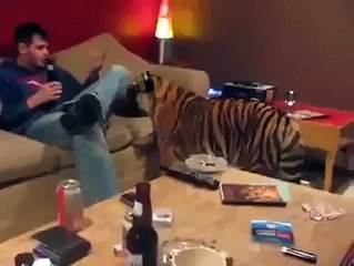 Animals   Pet Tiger   Funny video   YouTube 360p