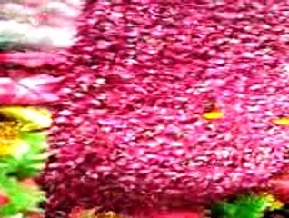 hazri drbar hazrat ghazi malik mummtaz hussain qadri by hafiz muhammad aqeel naqshbandi