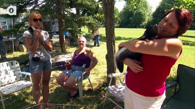 Top 3 Exotic Animals You Can Own As Pets !