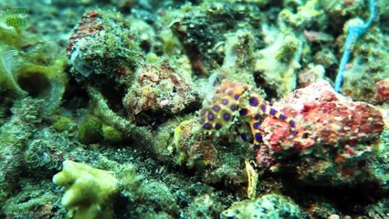 Top 10 Cute Animals That Can Kill You !