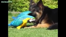 Unbelievable Unlikely Animal Friendships Compilation [HD VIDEO] !