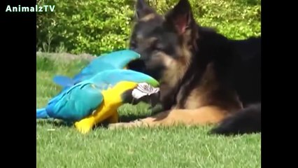 Unbelievable Unlikely Animal Friendships Compilation [HD VIDEO] !
