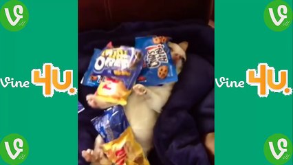 The crazy animals ★ Cute Pets   Vine compilation 2014 ★ Ultimate version !