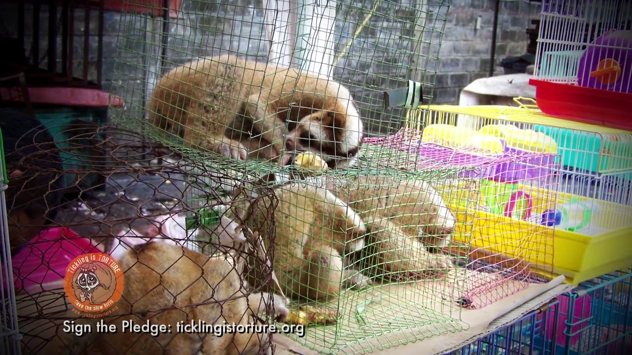 The truth behind the slow loris pet trade and  cute  tickling slow loris videos !