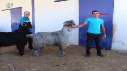 Burdur Makü Honamlı Keçisinin Saf Irkını Yetiştirdi