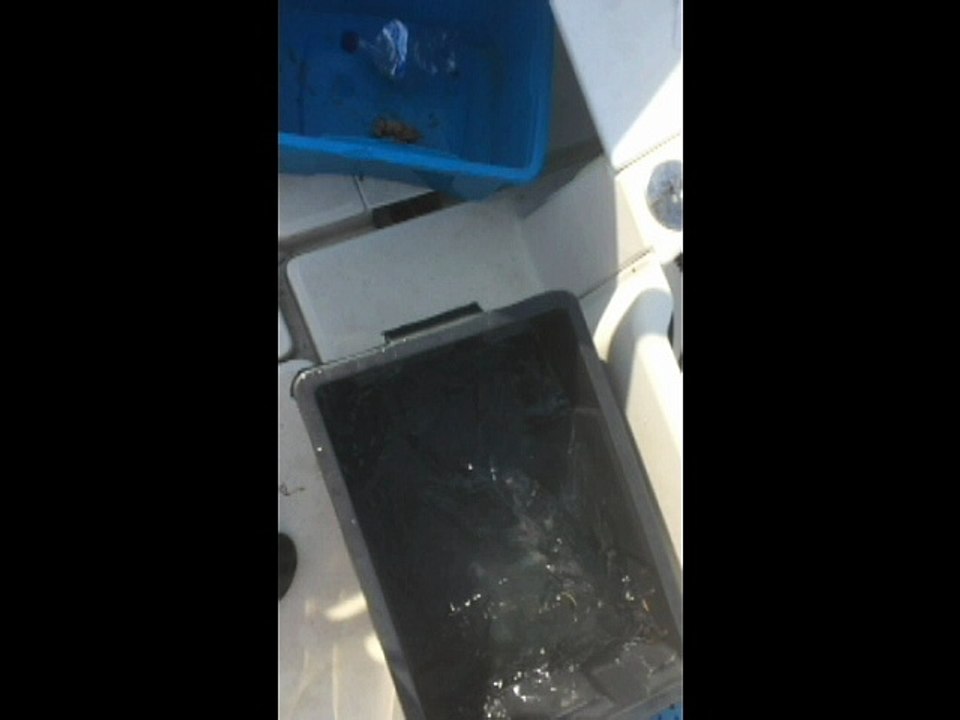 Release 43 cm