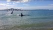 Orca Pod Near Shore at Kohimarama Beach in New Zealand