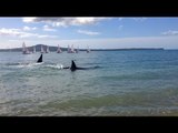 Orca Pod Near Shore at Kohimarama Beach in New Zealand