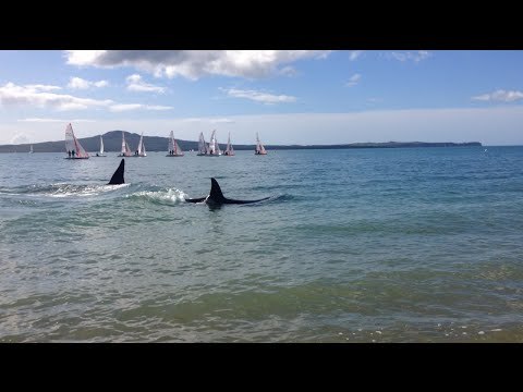 Orca Pod Near Shore at Kohimarama Beach in New Zealand