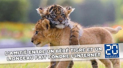 L'amitié entre un bébé tigre et un lionceau fait fondre l’Internet