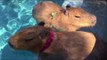 Capybara Companions Chill by the Pool