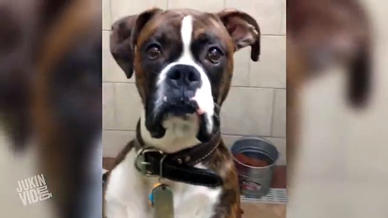 Boxer Da olhar de quem ta chateado aos donos
