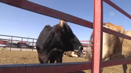 Kurban Bayramı'na Doğru - Kurbanlık Sevkıyatı