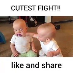 Cutest fight ever