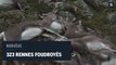 323 rennes sauvages ont été foudroyés en Norvège