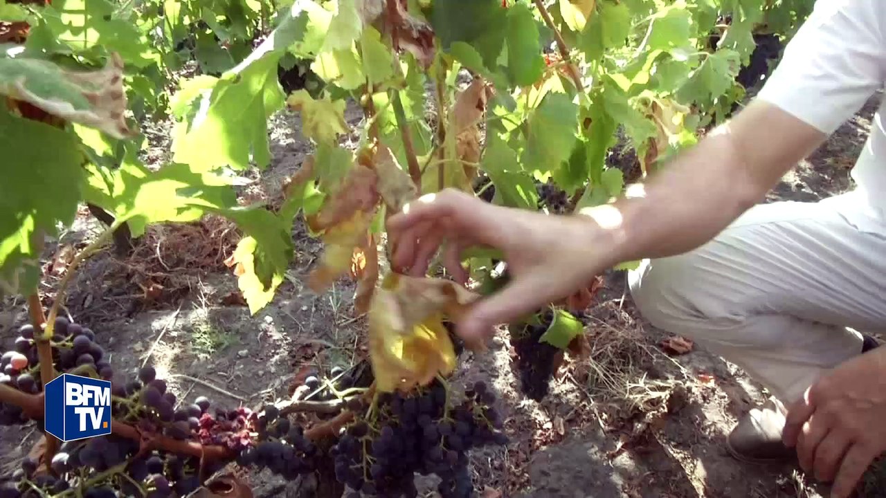 Gironde: l'été chaud ne fait pas l'affaire des viticulteurs