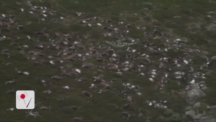 Lightning Strike Kills Hundreds of Reindeer