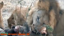 Amazing Predators Fight - Big Battle Animals Real Fight Lion, Crocodile, Hyena HD_2