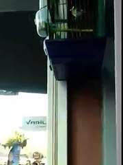 Très beau Chant du Chardonneret vous pensez quoi ??? de : Karim Belhaj Youssef