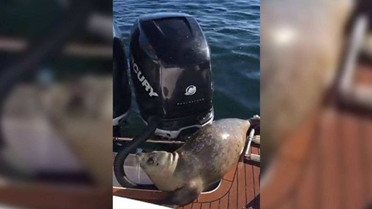 Un phoque échappe à un groupe d'orques en grimpant sur un bateau