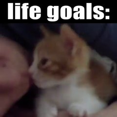 Cute Cats are always funny