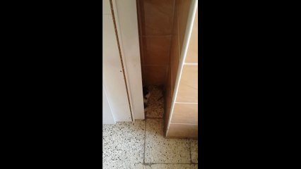 Watch these kitten as they play inside the building. They are so adorable.