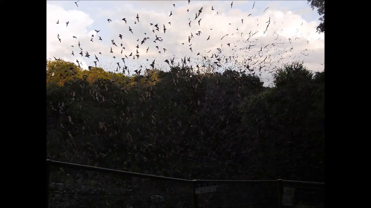 YAY BATSsssssssss