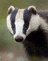 BBC Radio Gloucestershire - Vernon Harwood 23Aug16 - badger cull extension
