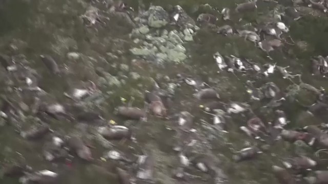 Norvège : plus de 300 rennes sauvages morts foudroyés
