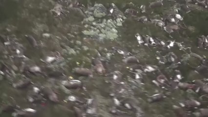 Norvège : plus de 300 rennes sauvages morts foudroyés