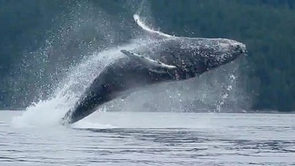 Kayakers Get A Whale Of A Surprise