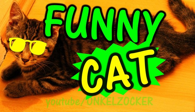CAT FUNNY VIDEO - LUSTIGES KATZEN VIDEO VOM FELIX - MRCAT FELIX
