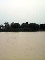 I have seen  beautiful trees which are situted beside the ganga river