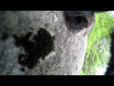 Curious Bear Checks Out GoPro on Rock