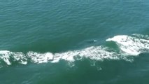 Amazing Video Shows Orcas 'Surfing' a Ship's Bow Wave